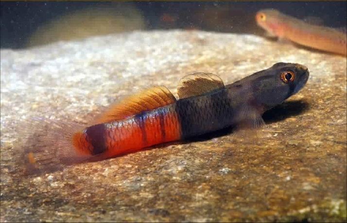 Sicyopus Sicyopus zosterophorus Seriously Fish