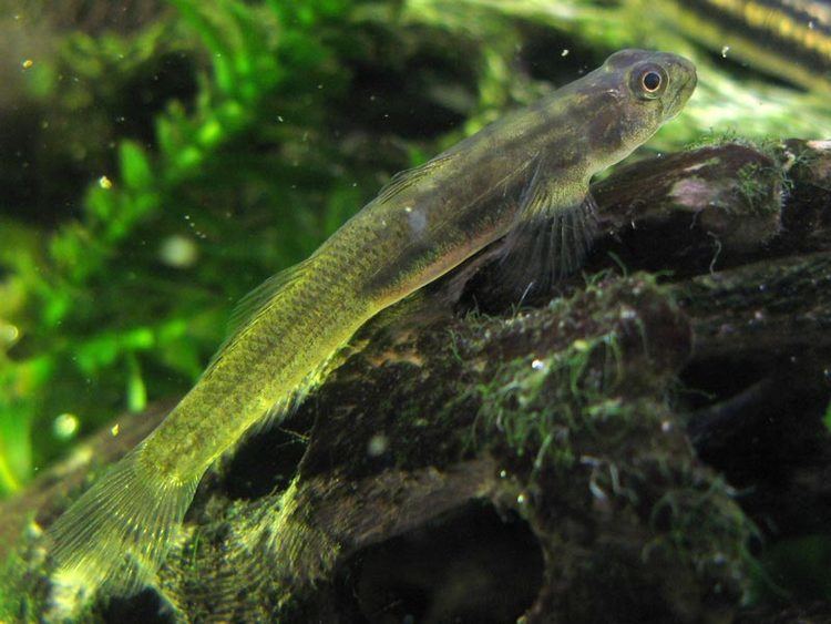 Sicyopus Loaches Online Forum View topic Stiphodon genus of the Goby