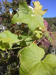 Sicyos macrophyllus httpsuploadwikimediaorgwikipediacommonsthu