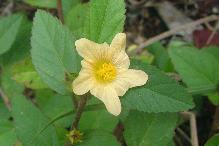 Sida acuta and its yellow flower