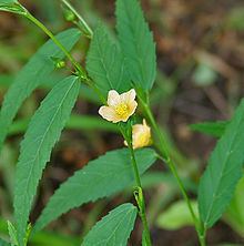 Sida acuta with its two flowers