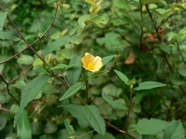 Sida acuta with its yellow flower