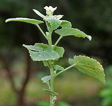 Sida cordifolia Sida cordifolia Wikipedia