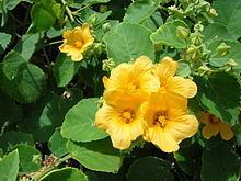 Sida (plant) httpsuploadwikimediaorgwikipediacommonsthu