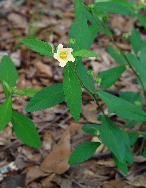 A flower of Sida rhombifolia also called as Arrowleaf Sida