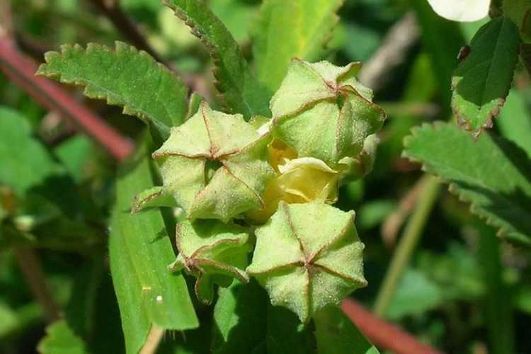 The fruit of the Sida rhombifolia, commonly known as arrowleaf sida