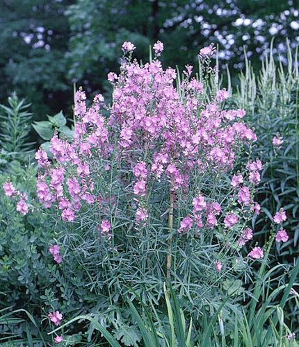 Sidalcea Explore Cornell Home Gardening Flower Growing Guides Growing Guide