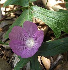 Sidalcea glaucescens httpsuploadwikimediaorgwikipediacommonsthu
