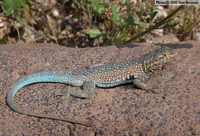 Side-blotched lizard Common Sideblotched Lizard Uta stansburiana Reptiles of Arizona