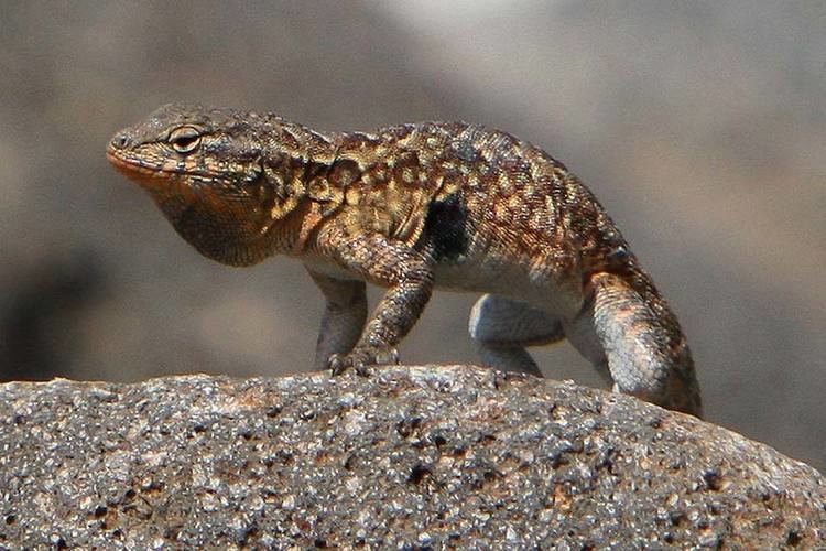 Side-blotched lizard Sideblotched Lizard Channel Islands National Park US National