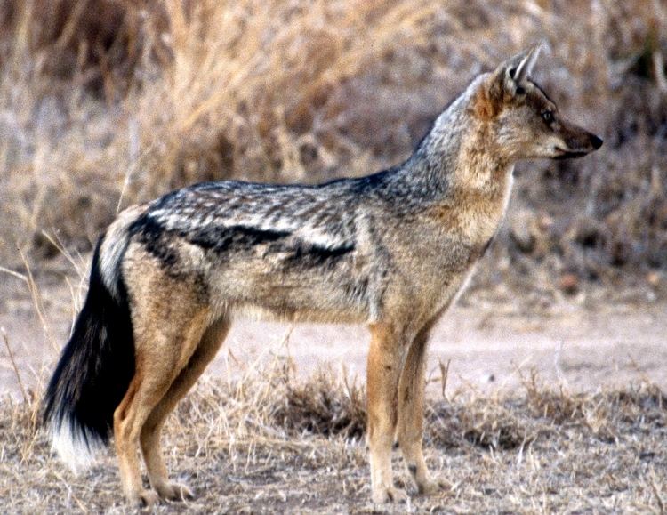 Side-striped jackal Sidestriped Jackal Canis adustus