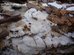 Sidera (fungus) httpsuploadwikimediaorgwikipediacommonsthu