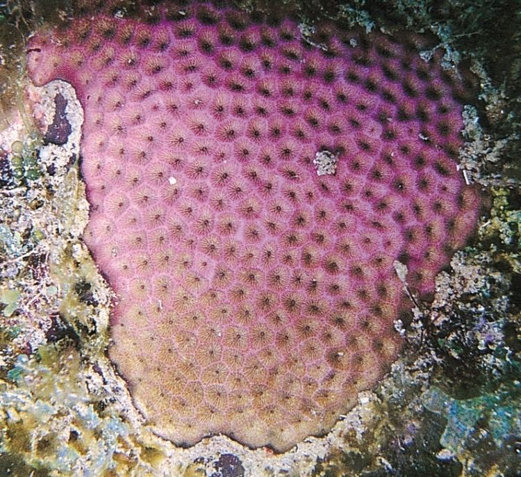 Siderastrea siderea Siderastrea siderea Corals of the World Photos maps and