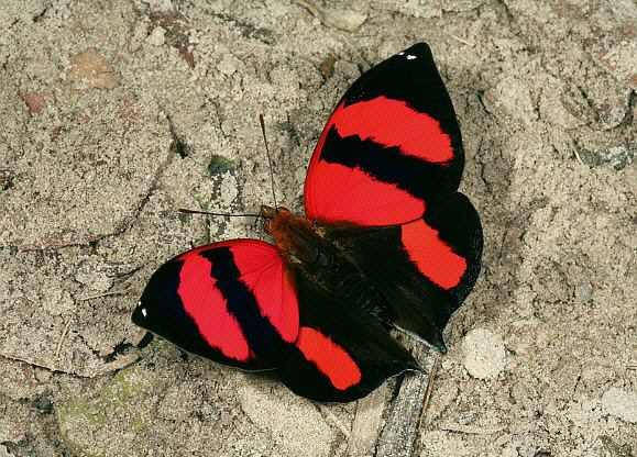 Siderone Butterflies of Amazonia Siderone galanthis