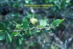 Sideroxylon celastrinum Sideroxylon celastrinum Photos ISB Atlas of Florida Plants