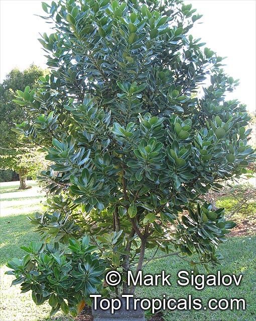 Sideroxylon grandiflorum Sideroxylon sp Bully Tree Manglier Dodo Tree TopTropicalscom