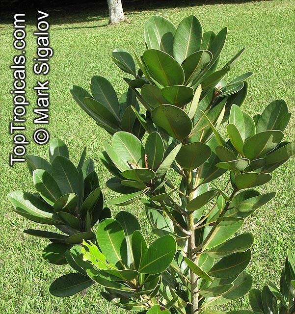 Sideroxylon grandiflorum Sideroxylon sp Bully Tree Manglier Dodo Tree TopTropicalscom