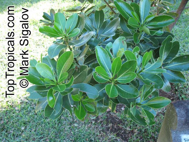 Sideroxylon grandiflorum Sideroxylon sp Bully Tree Manglier Dodo Tree TopTropicalscom