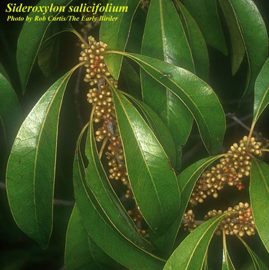 Sideroxylon salicifolium Sideroxylon salicifolium Photos ISB Atlas of Florida Plants