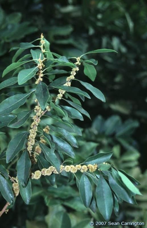 Sideroxylon salicifolium Plants of the Eastern Caribbean Image of Sideroxylon salicifolium