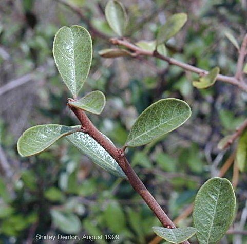 Sideroxylon tenax Florida Native Plant Society