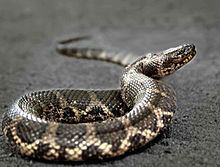 Siebold's water snake httpsuploadwikimediaorgwikipediacommonsthu