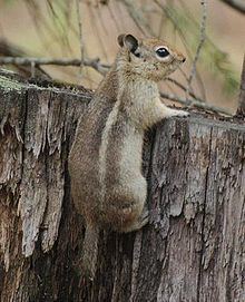 Sierra Madre ground squirrel httpsuploadwikimediaorgwikipediacommonsthu