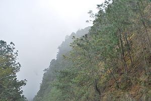 Sierra Madre Oriental pine-oak forests httpsuploadwikimediaorgwikipediacommonsthu