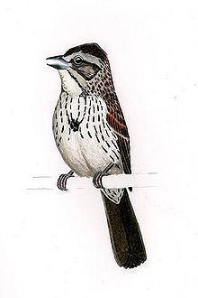 Sierra Madre sparrow httpsuploadwikimediaorgwikipediacommonsthu