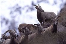 Sierra Nevada bighorn sheep httpsuploadwikimediaorgwikipediacommonsthu