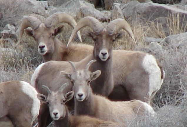 Sierra Nevada bighorn sheep Natural History Sierra Nevada Bighorn Sheep Foundation