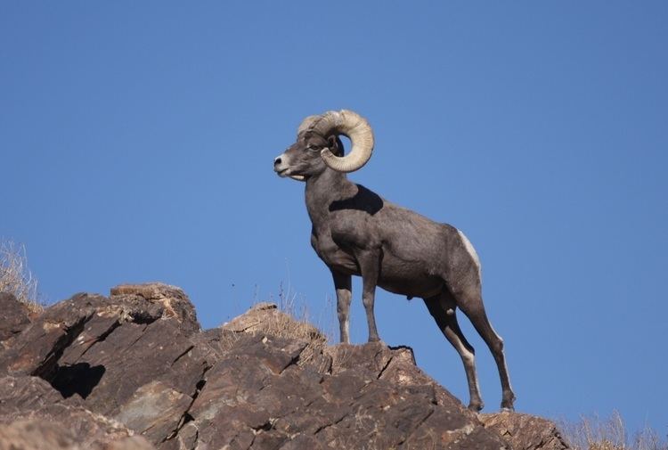 Sierra Nevada bighorn sheep The Sierra Nevada Big Horn Sheep by Megan Munce ThingLink