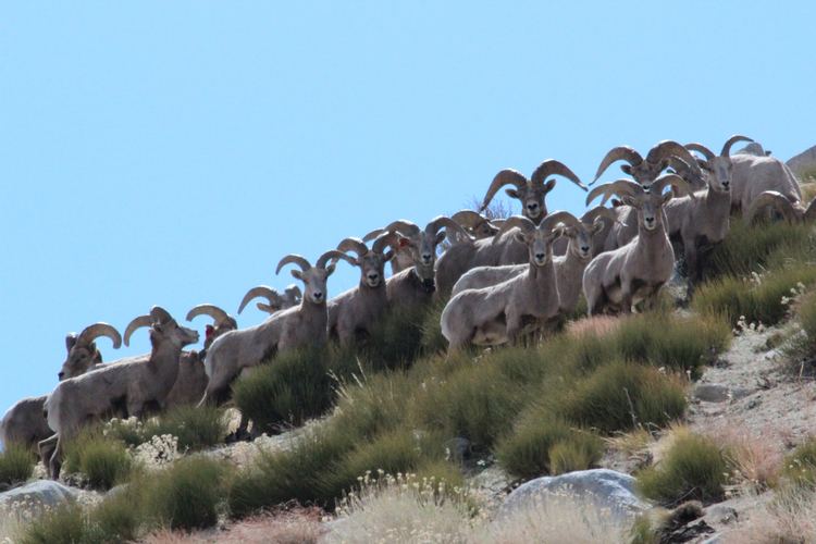 Sierra Nevada bighorn sheep Sierra Nevada Bighorn Sheep Foundation