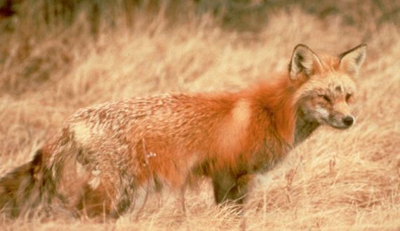 Sierra Nevada red fox Sierra Nevada red fox
