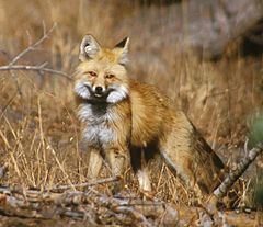Sierra Nevada red fox httpsuploadwikimediaorgwikipediacommonsthu