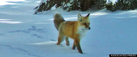 Sierra Nevada red fox Rare Sierra Nevada Red Fox Caught On Camera In Yosemite National