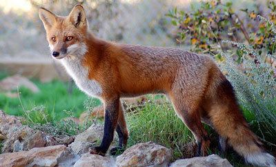 Sierra Nevada red fox An Encounter With a Red Fox NevadaCountycom