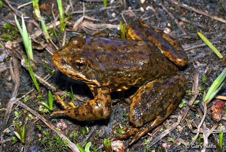Sierra Nevada yellow-legged frog California Frogs and Toads Photo Index