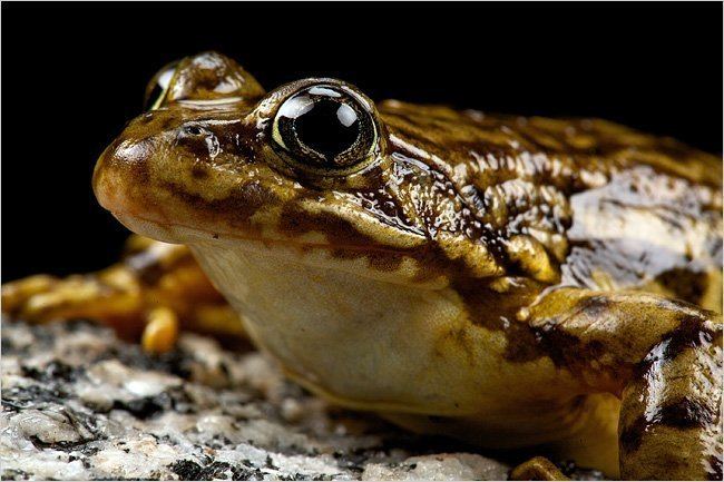Sierra Nevada yellow-legged frog Toiling to Save a Threatened Frog The New York Times