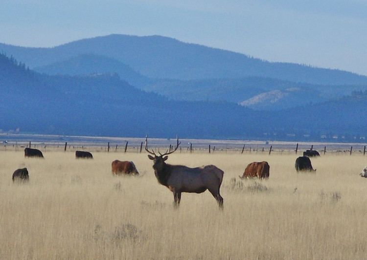 Sierra Valley Sierra Valley Elk by agman51 Photo Weather Underground