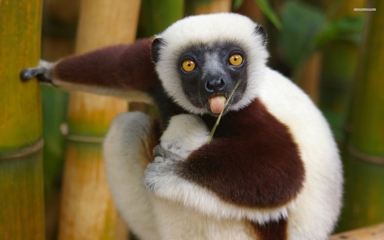 Sifaka Sifaka Facts History Useful Information and Amazing Pictures