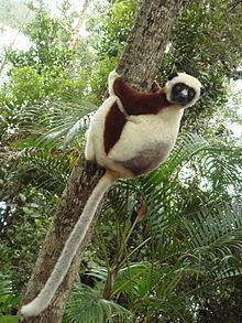 Sifaka httpsuploadwikimediaorgwikipediacommonsthu