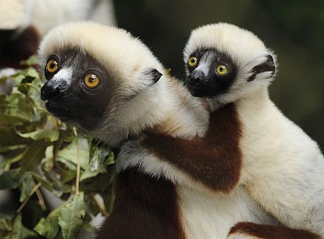 Sifaka Sifaka ZooBorns