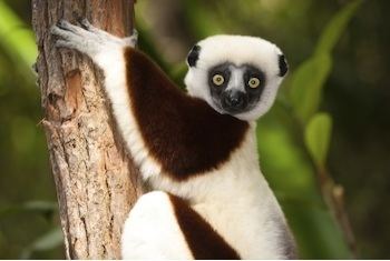 Sifaka Sifaka Types of Lemurs