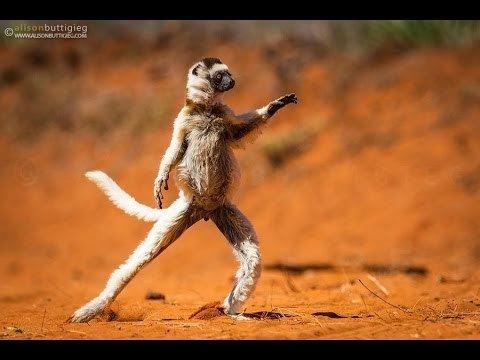 Sifaka The Dancing Verreaux39s Sifakas Berenty Madagascar HD YouTube