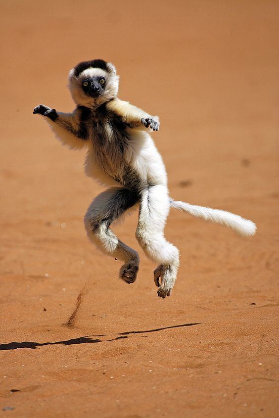 Sifaka Verreaux39s Sifaka Propithecus verreauxi etologiarelazionale