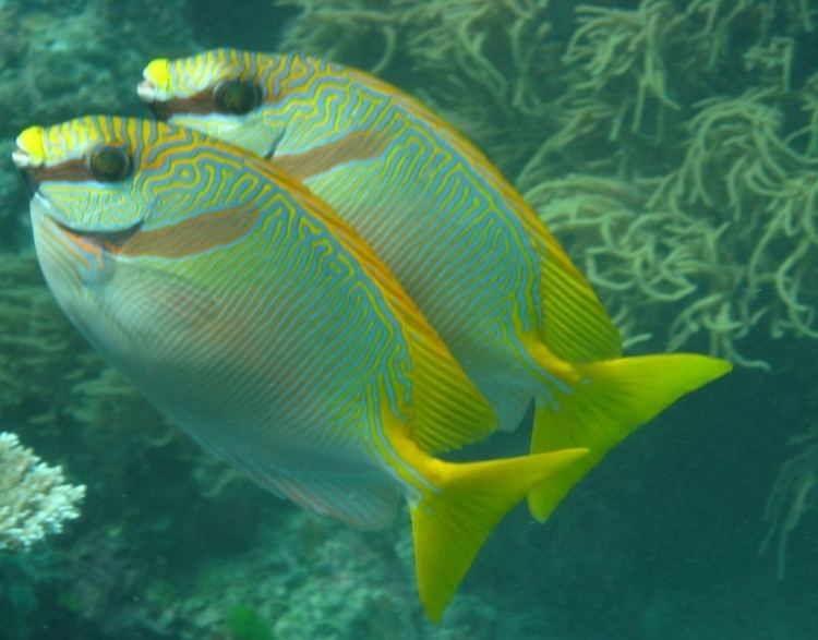 Siganus doliatus Barred Rabbitfish Nautilus Scuba Club Cairns