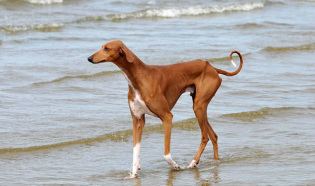 An Azawakh hound with brown and white fur walking along a beach.