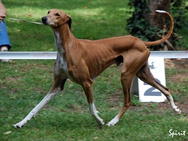 An Azawakh hound with brown and white fur and its slim and elegant body with its bone structure and muscles showing through its thin skin.