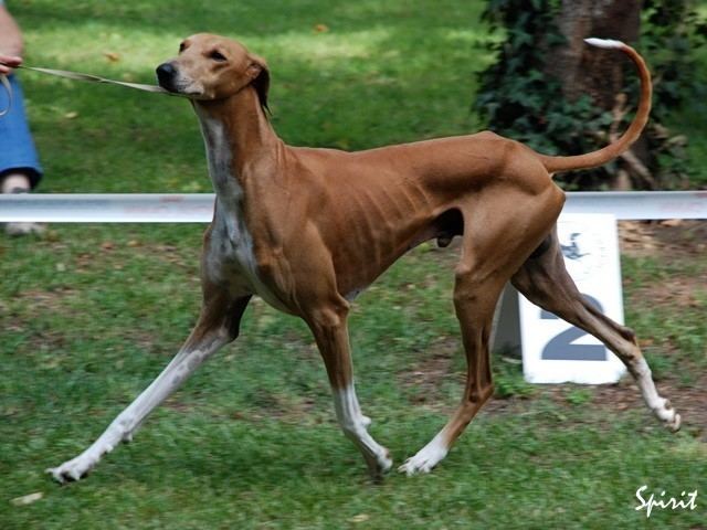 sighthound breeds